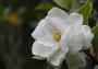 Un fiore di gardenia 