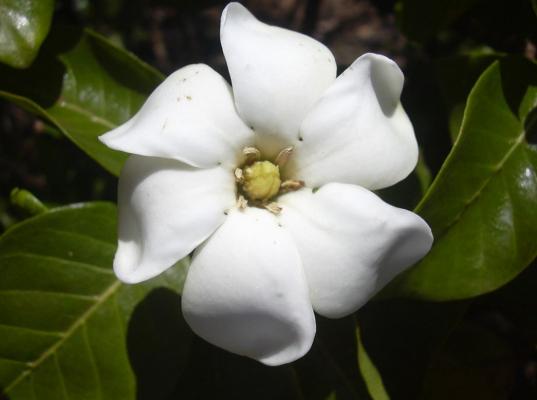 Gardenia brighamii