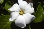 Gardenia brighamii