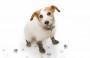 Prodotti specifici casa animali domestici impronte cane