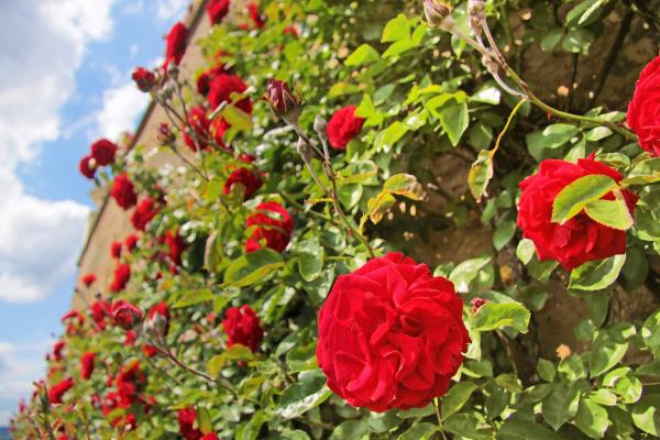 Rose rampicanti in fioritura