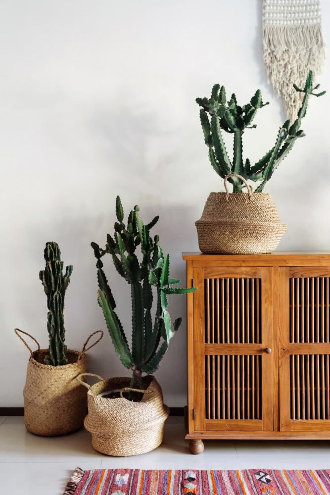 Piante da appartamento, cactus