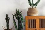 Piante da appartamento, cactus