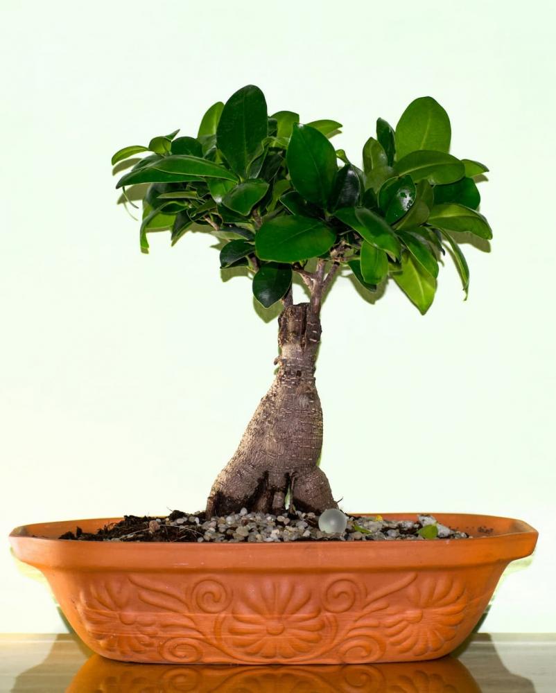 Piante da interni, Ficus bonsai