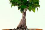 Piante da interni, Ficus bonsai