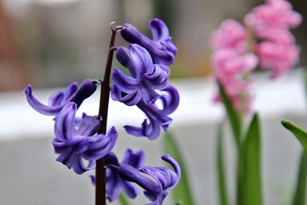 Bulbose primaverili: giacinto viola