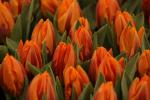 Bulbose primaverili: tulipani chiusi