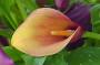 Il fiore di una calla con la classica forma ad imbuto