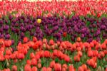 Coltivazioni di tulipani in Olanda
