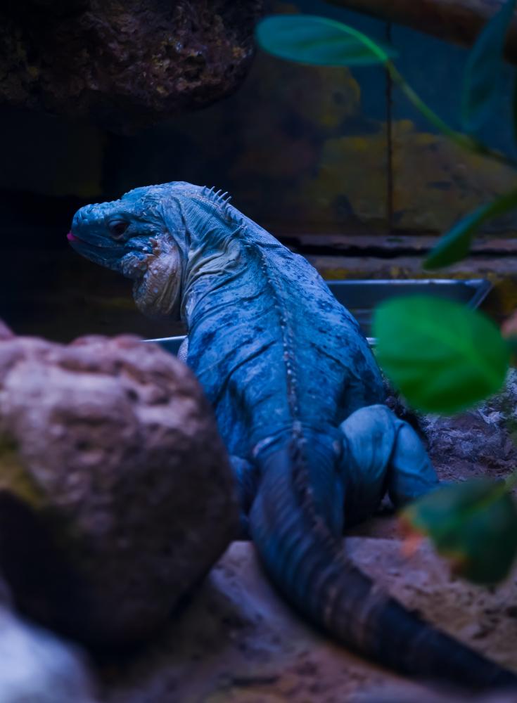 Iguana in un terrarium Foto di Sandy Torchon da Pexels