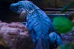 Iguana in un terrarium Foto di Sandy Torchon da Pexels
