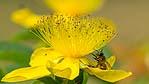 Il meraviglioso fiore giallo dell'iperico