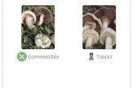 Screenshot dell'app per identificare i funghi