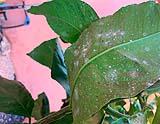 La presenza della cocciniglia va cercata sotto le foglie. Foto by Politropico