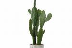 Cactus artificiale con vaso in cemento grigio by Maison du Monde