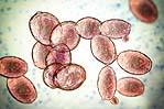 i Saccharomyces cerevisiae presenti nel lievito di birra