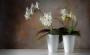 Orchidea bianca in vaso