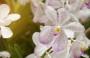 Orchidea lilla e bianca
