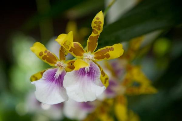 Orchidea variegata