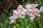 Orchidea bianca e lilla