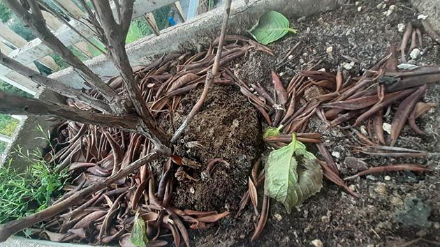 Foglie perse da una pianta in autunno