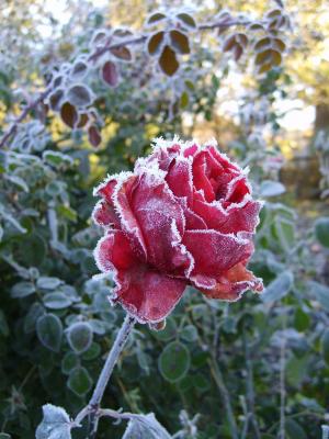 Le rose resistono abbastanza bene al freddo