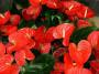 Anthurium, pianta da regalare per San Valentino 