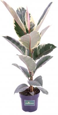 Ficus elastica variegata by Amazon