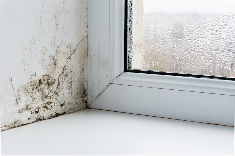 Condensation mold problems - Photo: San Marco