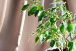 Piante antismog Ficus Benjamina