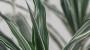 Dracaena angustifolia - Foto: Unsplash