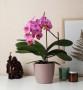 Orchidea in vaso da regalare alla mamma