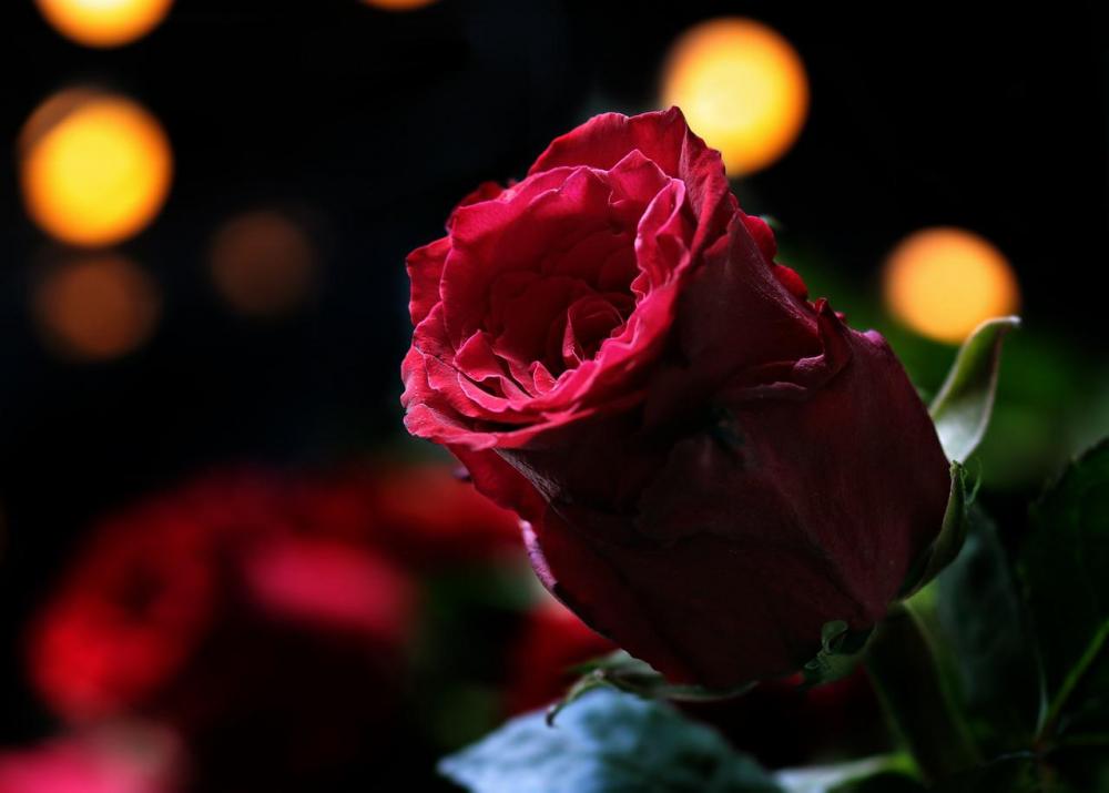 Rosa rossa simbolo di amore