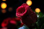 Rosa rossa simbolo di amore