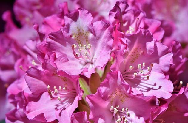 Floraison du Rhododendron