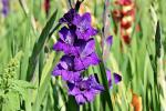 Gladioli viola