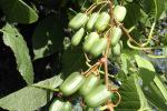 Frutti di Actinidia kolomikta