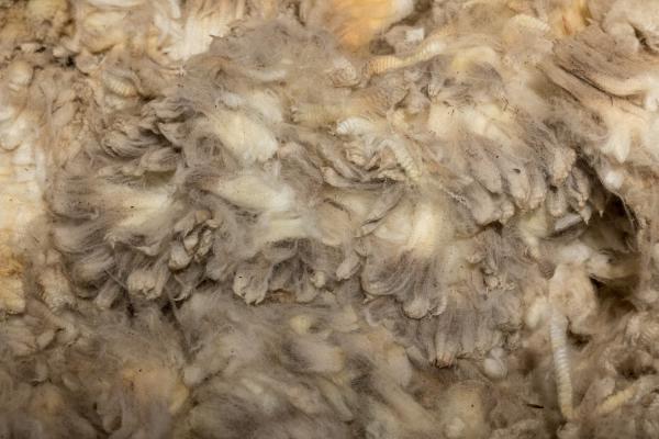 Tipologia di lana di pecora