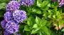 Coltivare ortensie per talea, Hydrangea hortensis - Foto: Unsplash