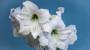 Amaryllis bianco - Foto: Pixabay