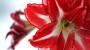 Fiore Amaryllis bianco e rosso - Foto: Unsplash