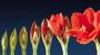 Amaryllis rosso, crescita - Foto: Pixabay