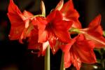 Amaryllis rossi - Foto: Unsplash