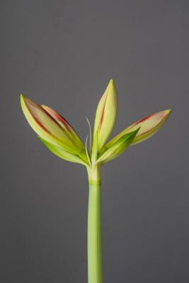 Apertura fiori di Amaryllis - Foto: Unsplash