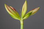 Apertura fiori di Amaryllis - Foto: Unsplash