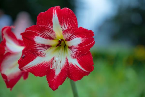 Amaryllis Minerva - Foto: Unsplash