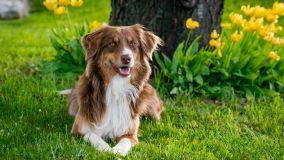 Dissuasori per cani: quali sono, come e quando usarli
