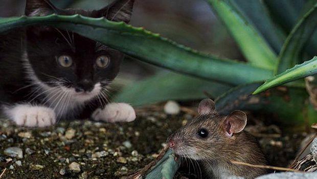 Come eliminare i topi senza far loro del male