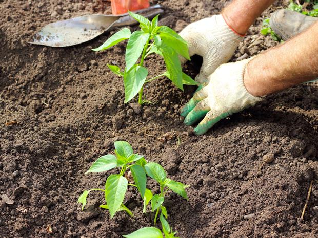 Quanto Costa Un Giardiniere Per La Pulizia Giardino Lavorincasait