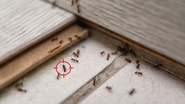 Come trovare nido formiche in casa: qualche soluzione veloce
